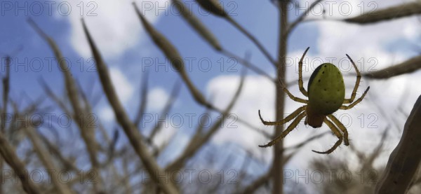 A pumpkin spider (araniella cucurbitina) hangs in its web in front of a cloudy sky, Thuringian
