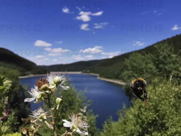 View of flowers and a lake with a flying bumblebee (bombus) in the foreground, Thuringian Forest