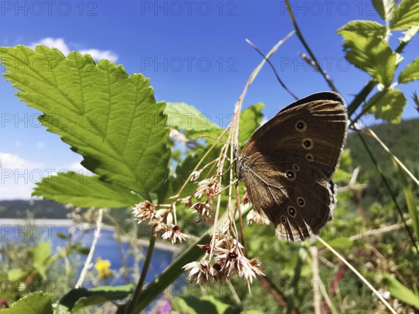 A brown forest bird (aphantopus hyperantus) sitting on a plant in front of a lake, Thuringian
