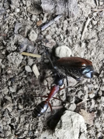 An ant (ant) drags a cockchafer (melolontha) away, Naturpark Frankenwa
