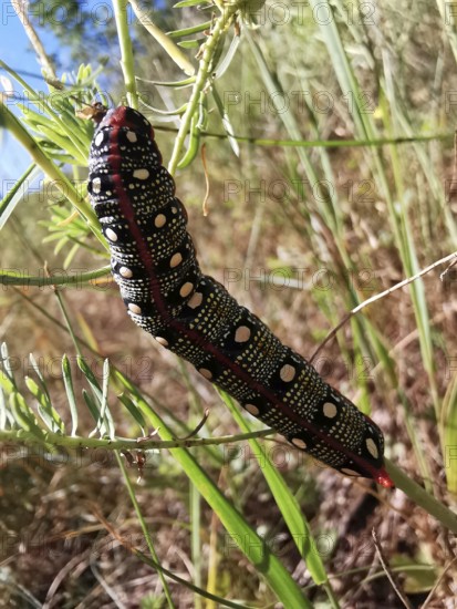 A colourful caterpillar (eruca) of the spurge hawkmoth (hyles euphorbiae) crawls on a green plant