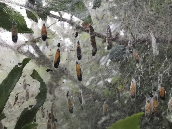 Insect cocoons of the spider moth (yponomeutidae) hang in a net stretched around branches and