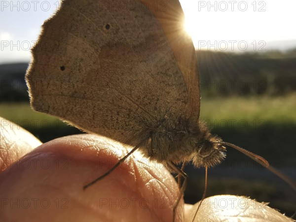 A butterfly, Meadow Brown (maniola jurtina) in sunlight sitting on a finger, Franconian Forest