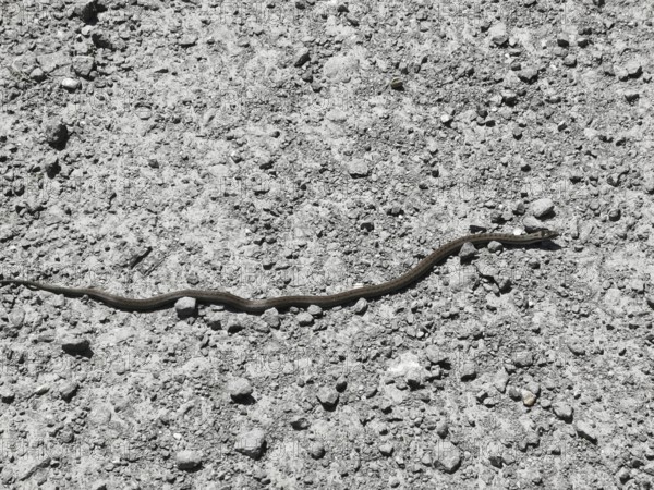 A long snake (coronella austriaca) slithers across a gravelly surface in the sun, Franconian Forest