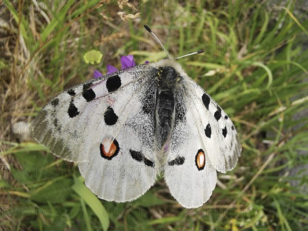 An Apollo butterfly (parnassius apollo) with spotted wings sitting on grass, Franconian Forest