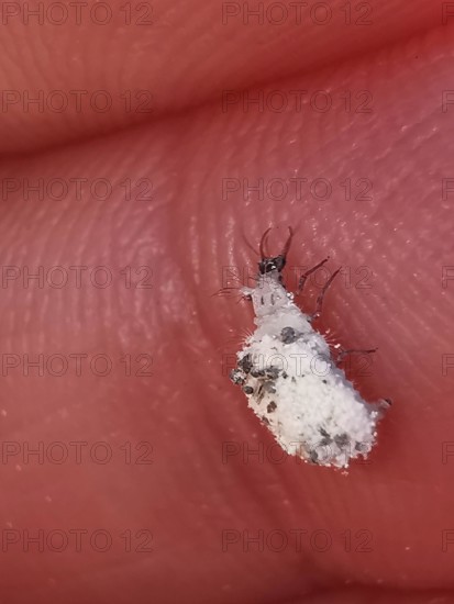 Close-up of a lacewing larva (Chrysopidae) on human skin with fine structure, Franconian Forest