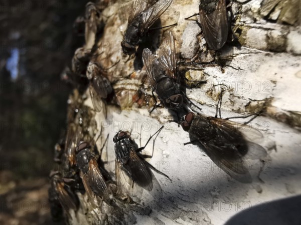 Several flies (Sarcophaga carnaria) sitting densely packed on the light-coloured bark of a birch