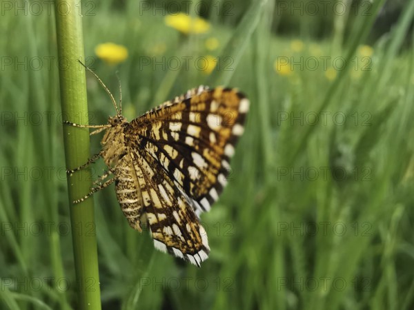 A butterfly Chiasmia clathrata sits sideways on a leaf with blurred background, Franconian Forest
