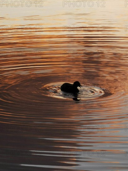 A duck (anatis) swims on a lake with wavy water at sunset in the Weißensee in Berlin