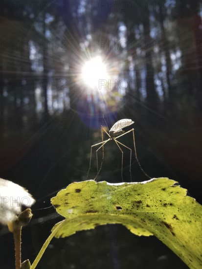 A mosquito (nematocera) sits on a leaf in the forest with sunbeams, Franconian Forest nature park