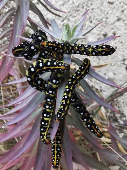 Colourful caterpillars (eruca) of the spurge hawk moth (hyles euphorbiae) with a conspicuous