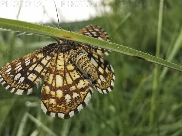 A butterfly Chiasmia clathrata with outstretched wings resting on a blade of grass, Franconian