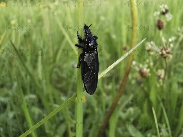Black insect March fly (bibio marci) clinging to a blade of grass in a dewy environment, Franconian