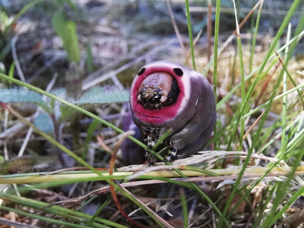 Close-up of a purple caterpillar (eruca) of the puss moth (cerura vinula) with striking colouration