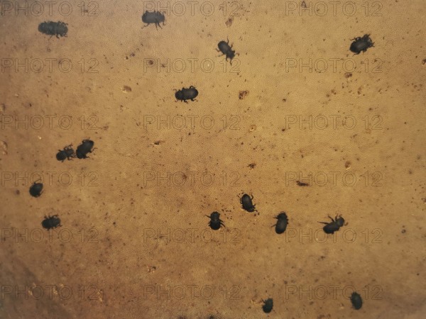 Small black beetles Tinder fungus black beetles (Bolitophagus reticulate bolitophagus) are