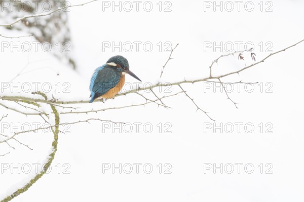 A kingfisher (Alcedo atthis) sitting on a thin branch, surrounded by a wintery snowy landscape,
