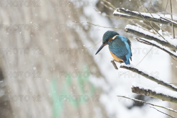 A kingfisher (Alcedo atthis), male, sitting on a snow-covered branch, surrounded by falling snow,