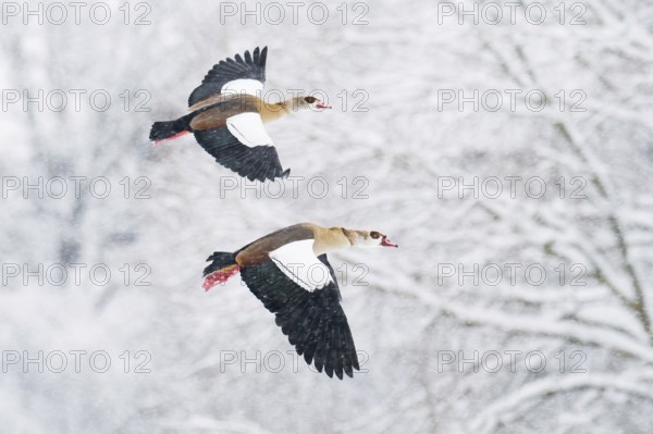 Two Nile Geese (Alopochen aegyptiacus) in flight over a snow-covered landscape during snowfall,