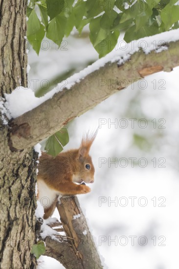 A squirrel (Sciurus vulgaris) sitting on a tree trunk, eating a nut, winter environment, Hesse,