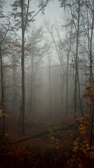 A mystical forest wrapped in fog and steeped in autumn tones, Thuringian Forest
