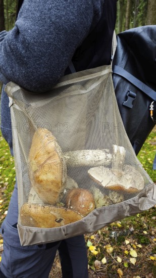 Large net basket with mushrooms on a walker's back, Frankenwald nature park Park