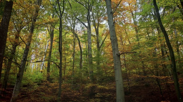 Colourful mix of trees with autumn leaves in the forest, which exude liveliness and warmth of the