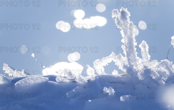 Detailed view of blades of grass covered with ice and snow against a soft, blurred background with