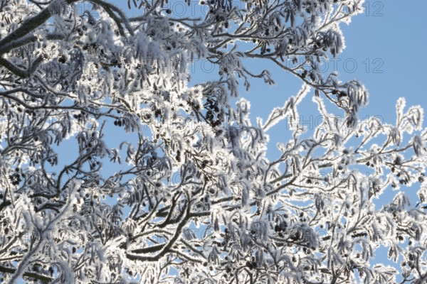 Black alder (Alnus glutinosa) branches covered in ice crystals, hoar frost, rime and snow, also