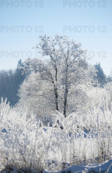 An icy tree, black alder (Alnus glutinosa), also known as black alder or red alder, in a wide snowy