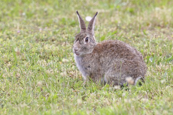 Wild rabbit (Oryctolagus cuniculus), sitting in a meadow, adult, alert, wildlife, animals, rodent,