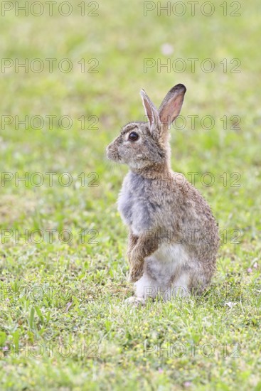 Wild rabbit (Oryctolagus cuniculus), sitting in a meadow, making mate, erect, fully grown, alert,