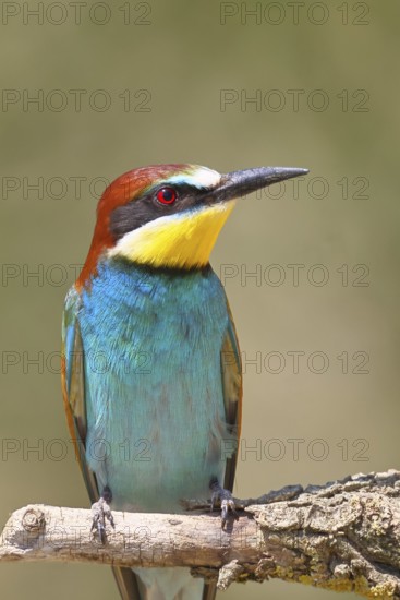 European bee-eater (Merops apiaster) sitting on a branch covered with green lichen, animal