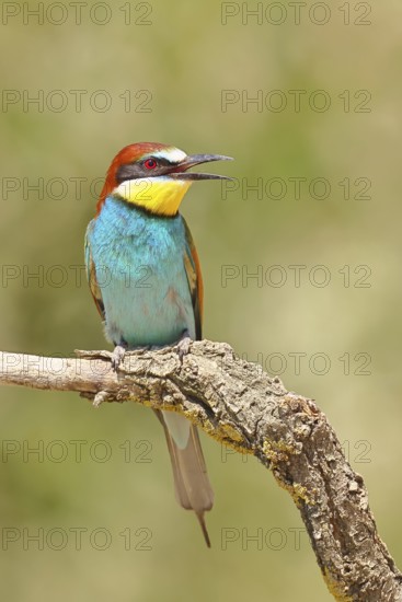 European bee-eater (Merops apiaster) sitting on a branch covered with green lichen, Lake Neusiedl,