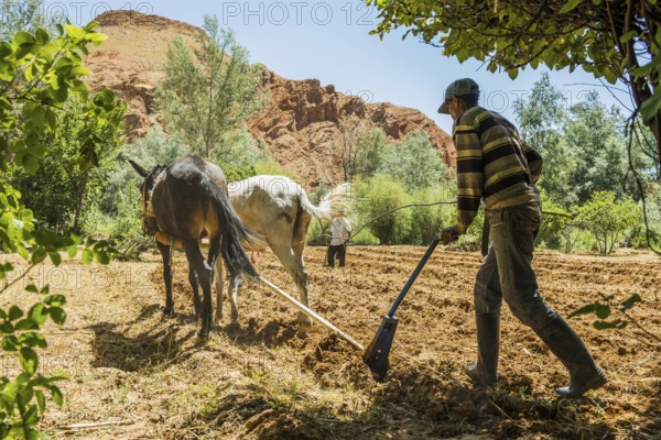 Farmers working in the fields, Atlas Mountains, Meknès-Tafilalet region, northern Sahara, Morocco