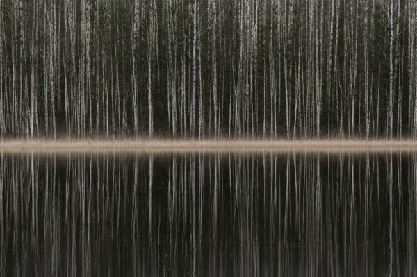 Tight standing, white-black trunks, birch forest on lakeside in winter, forest, multiple exposure,