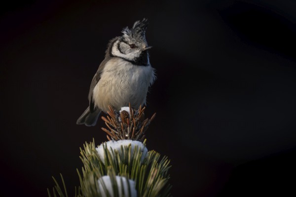 Crested Tit (Parus Scalloped ribbonfish) sitting on branch in pine tree (Pinus) in winter, Korpo or
