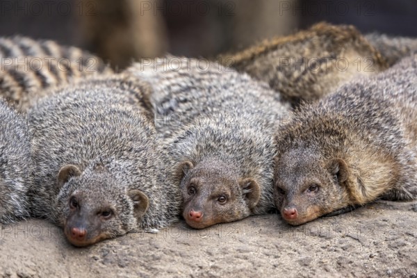 Zebra mongooses doze at lunchtime, live in associations of several dozen animals, live in Central