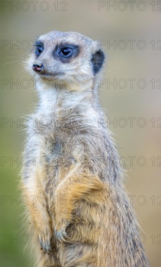 Meerkat, Suricata suricatta, in guard position, guard pose, observes the area surrounding the