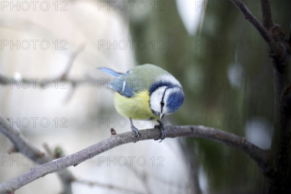 Blue tit (Cyanistes caeruleus), portrait, cute, colourful, winter, The tit sits on a branch and
