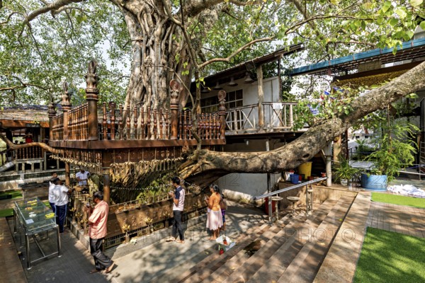 A sacred tree in a religious site with people praying underneath, surrounded by wooden structures,