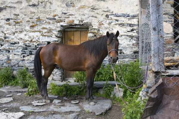 Brown horse tied in front of a rustic stone wall, horse, Ushguli, Ushguli, Shibiani district,
