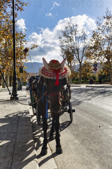 Decorated horse pulls traditional carriage, straw hat, tourist attraction, tour of old town,