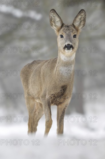 Roe deer (Capreolus capreolus) winter coat, foraging, portrait, snow and frost, leap, narrow deer,