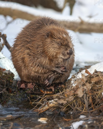 European beaver (Castor fiber) Eurasian beaver, frost and ice, foraging, Middle Elbe, heraldic