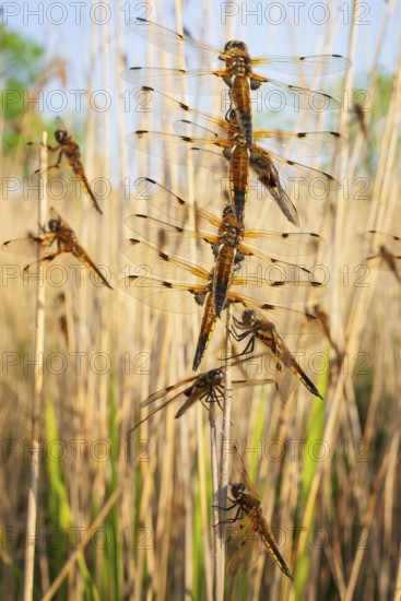 Four-spotted damselfly (Libellula quadrimaculata), Four-spotted chaser, Summer, Sailing dragonfly,