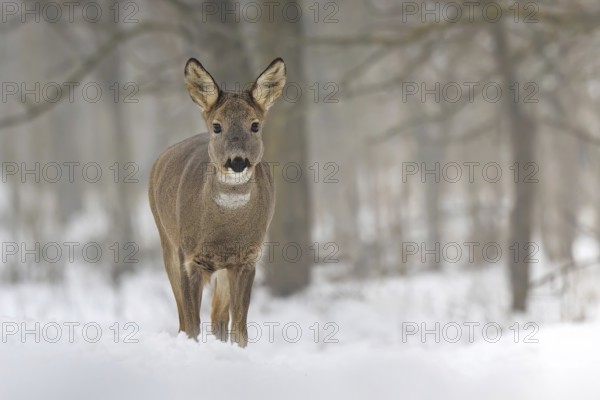 Roe deer (Capreolus capreolus) winter coat, foraging, portrait, snow and frost, leap, narrow deer,
