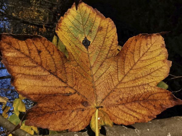 A large autumn leaf in bright orange tones shows its texture, Thuringian Forest