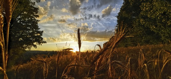Romantic sunset with golden ears of corn in the field and dramatic cloudy sky, Franconian Forest