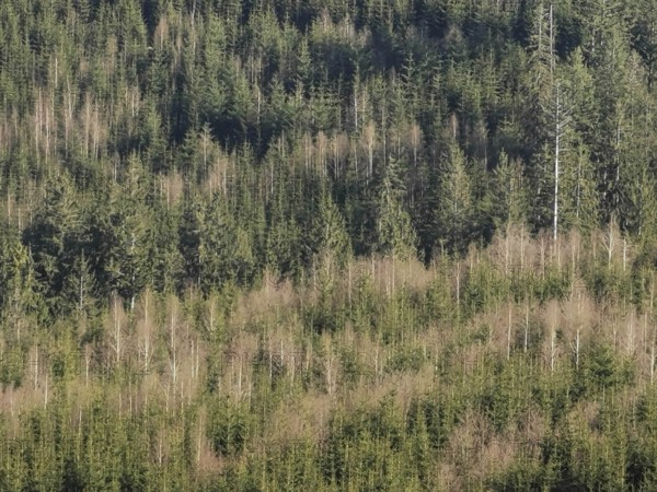 Dense forest with green spruces (picea), vegetation in lush green and natural arrangement,