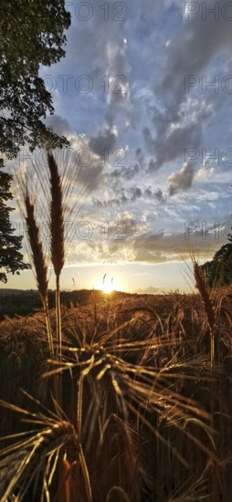 Sunset over a cornfield with dramatic sky and golden evening mood, Franconian Forest nature park